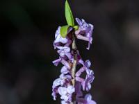 Auch der Seidelbast blüht schon